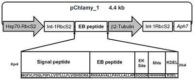 The Entry Blocker Peptide Produced in Chlamydomonas reinhardtii Inhibits Influenza Viral Replication in vitro